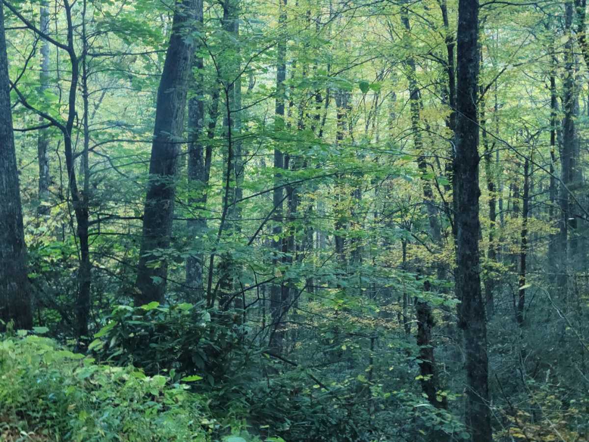 Toe River Trail photo 3