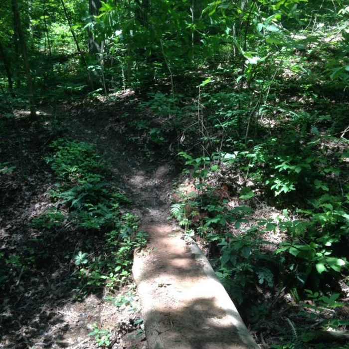 Near Emerald Trail