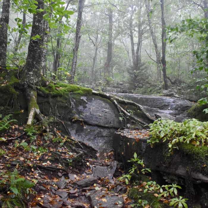 Near Devil's Path East