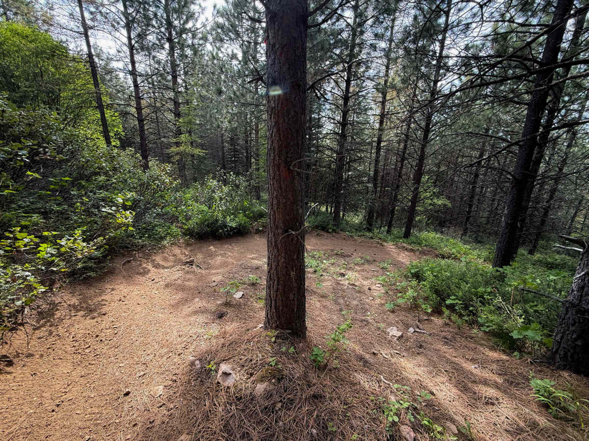 Snag - Trail 308  photo 3