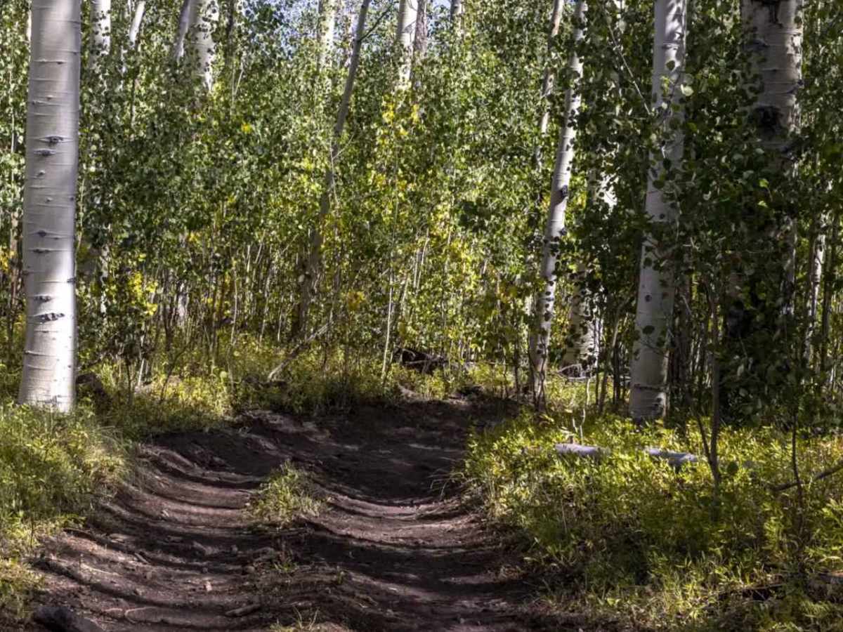 UM Pass Trail photo 5