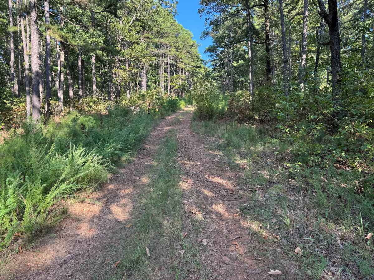 Huckleberry Tower trail photo