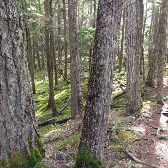 Near Crater Rim Trail