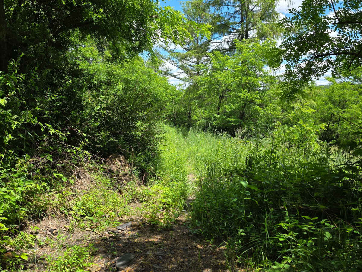 Single Track JJ photo 4
