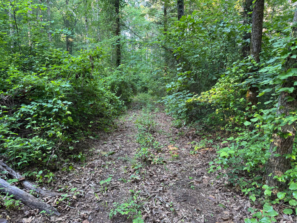 Little Bee Ridge photo 5