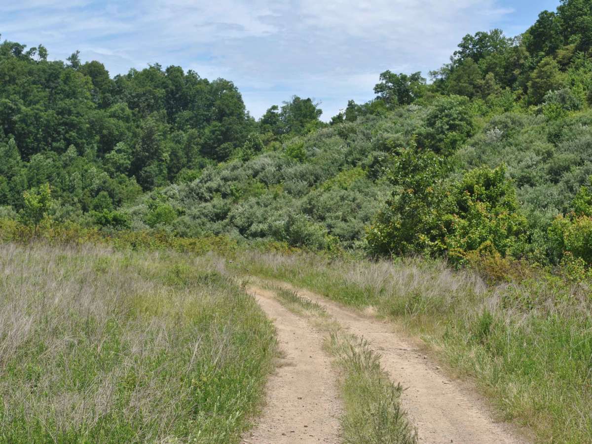19 trail photo