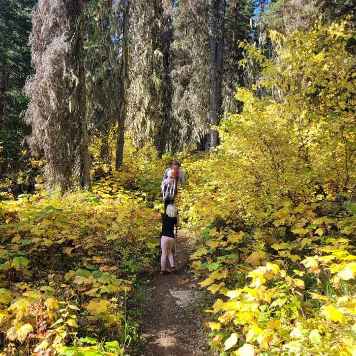 Well maintained trail in fall Near Cold Lakes Trail #121