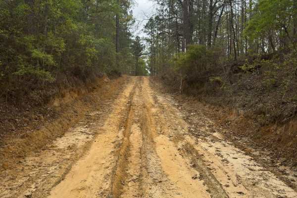 Longleaf Pine Run
