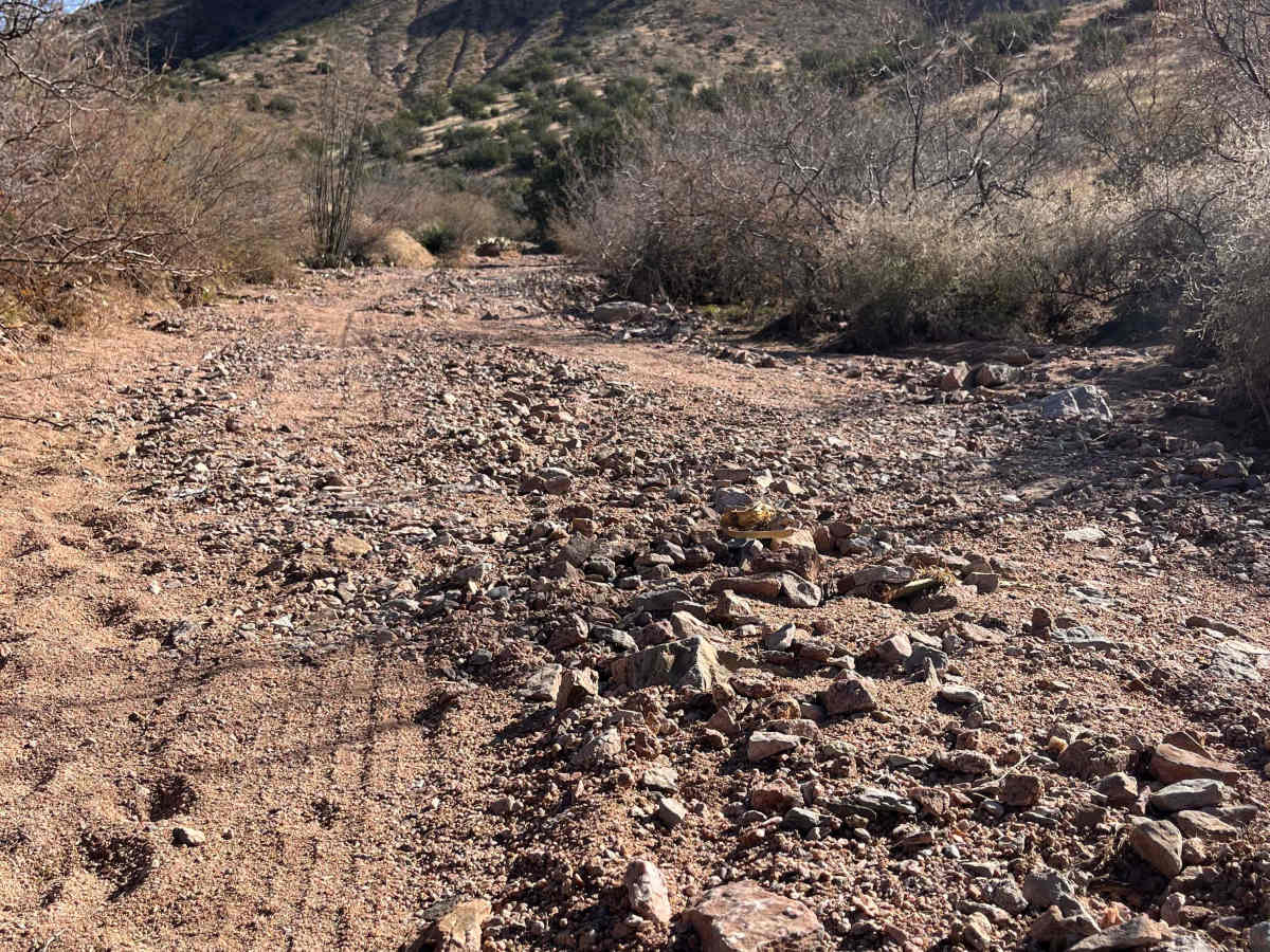 Bottletree Loop trail photo