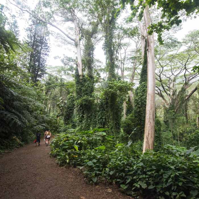 Near MAnoa Falls Hike