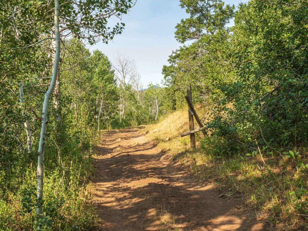 Wardsworth - FS 70153 trail photo