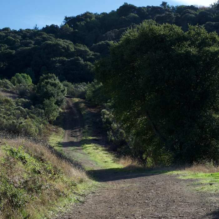 Near Clouds Rest - Meadow Trail Loop