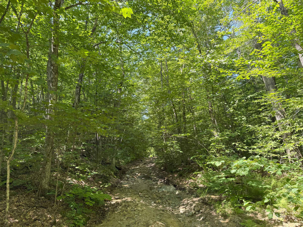 Thompson Road photo 2