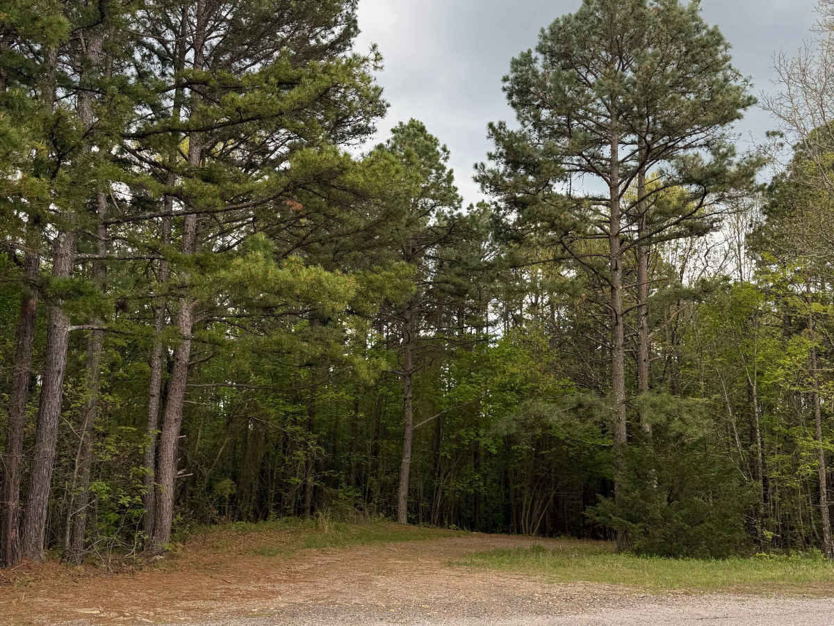 Fern Spring Trail trail photo