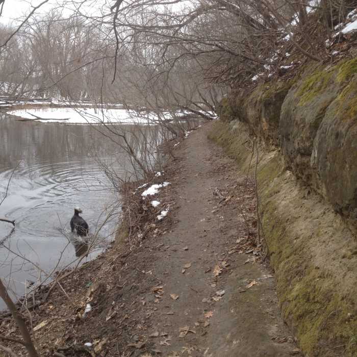 Off Leash Rec Area on the MSPT. Near Coldwater Spring Trail