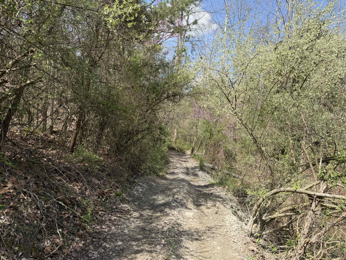 Bear Top Loop photo 3