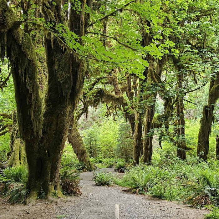 Near Hoh River Trail to Five Mile Island Out and Back
