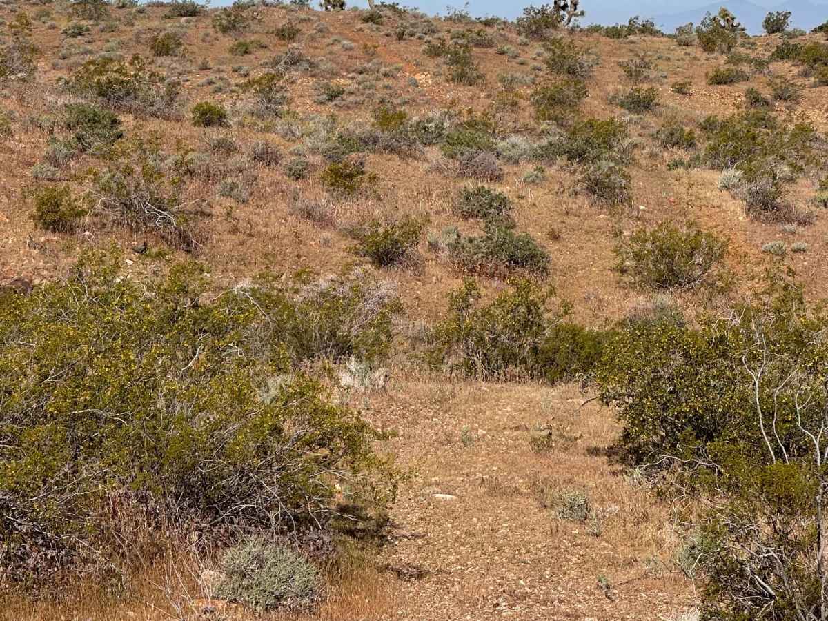 Cactus Ridge photo 6