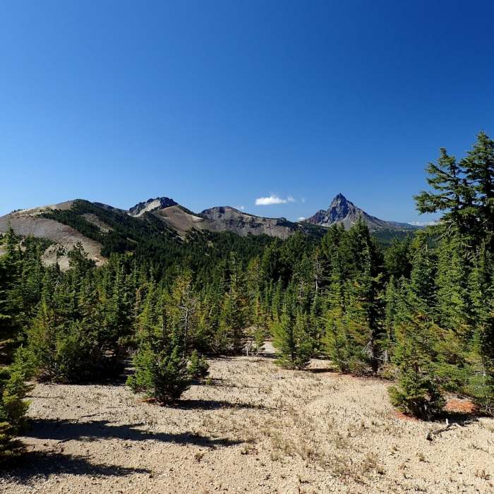 Near Tipsoo Peak Trail #1472