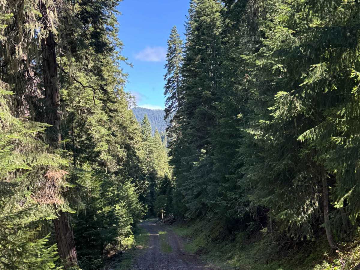 Mount Stella Lookout Trail photo 3