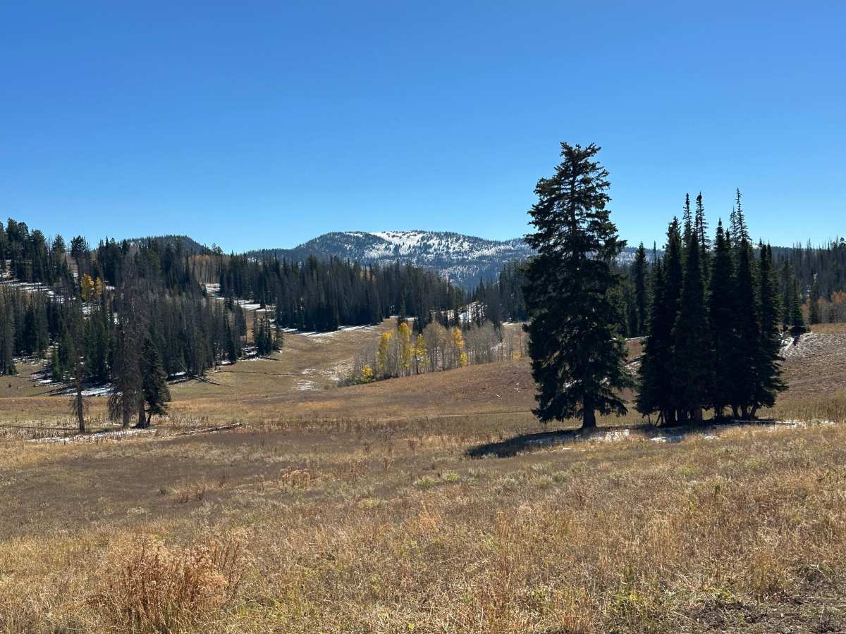 Red Pine Trail photo 3