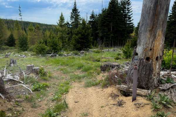 Down Low - Trail 455  