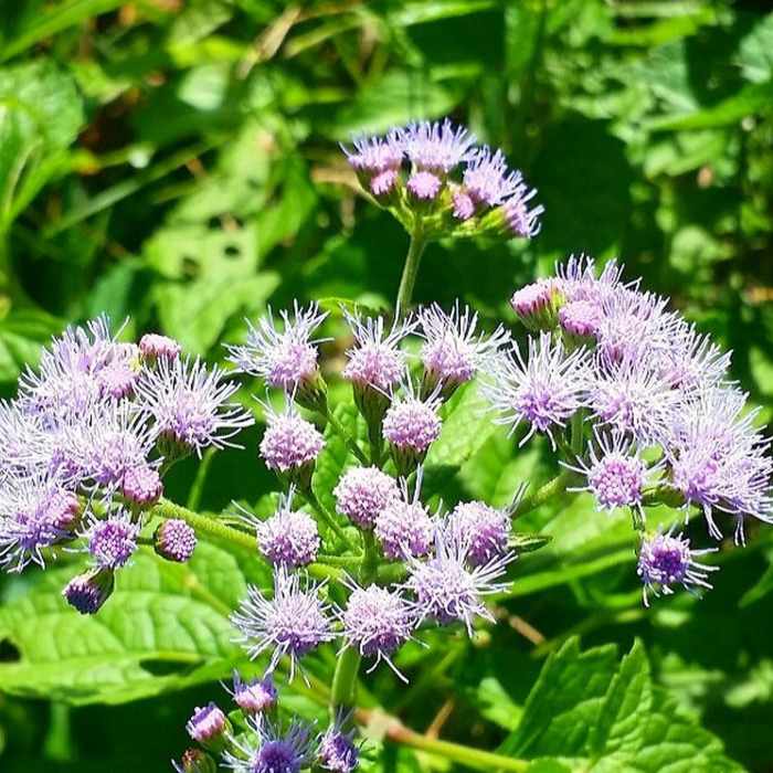 Near Lake Springfield Park Loop