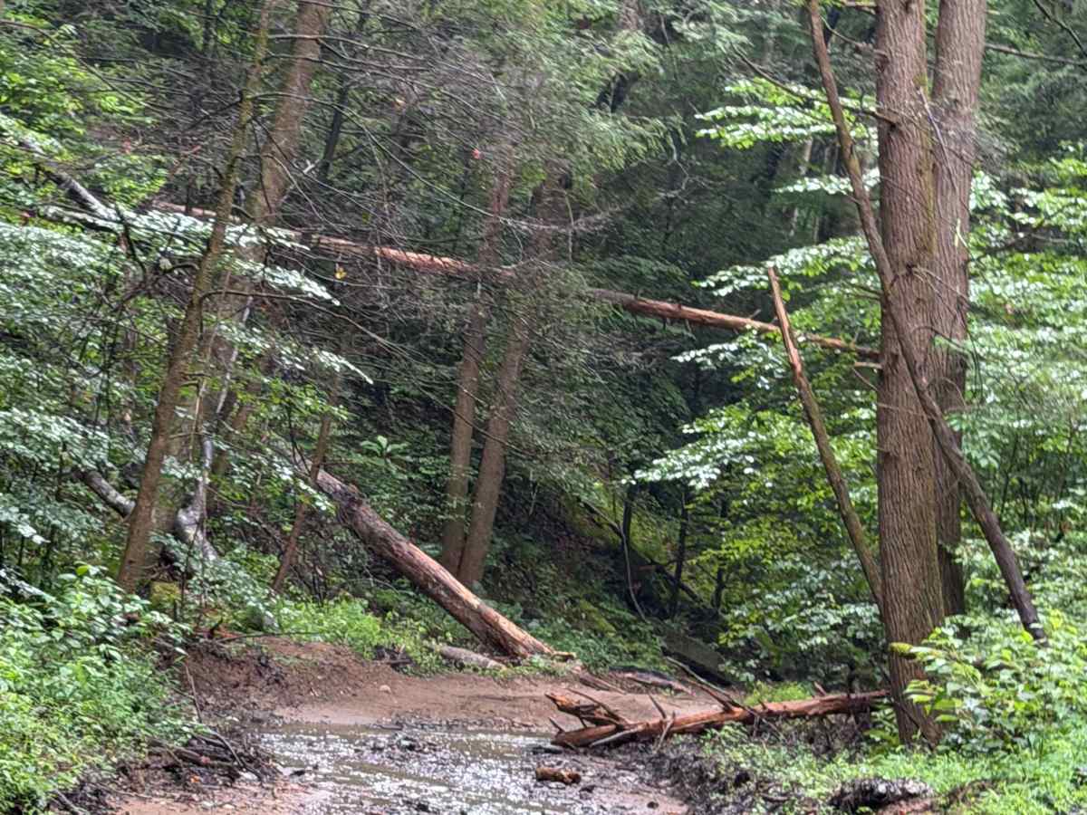 Hillbilly Holler photo 3