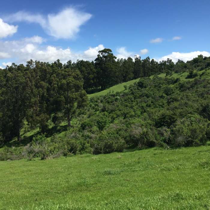 Near Carquinez Overlook Loop Trail