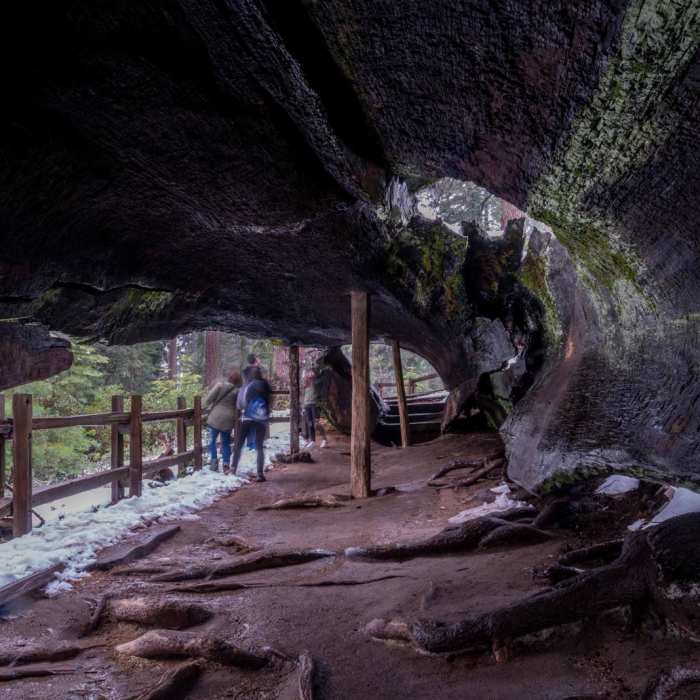 Near General Grant Loop