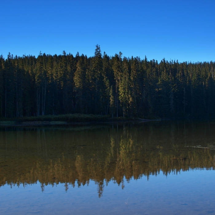 Near Placid Lake Trail #29