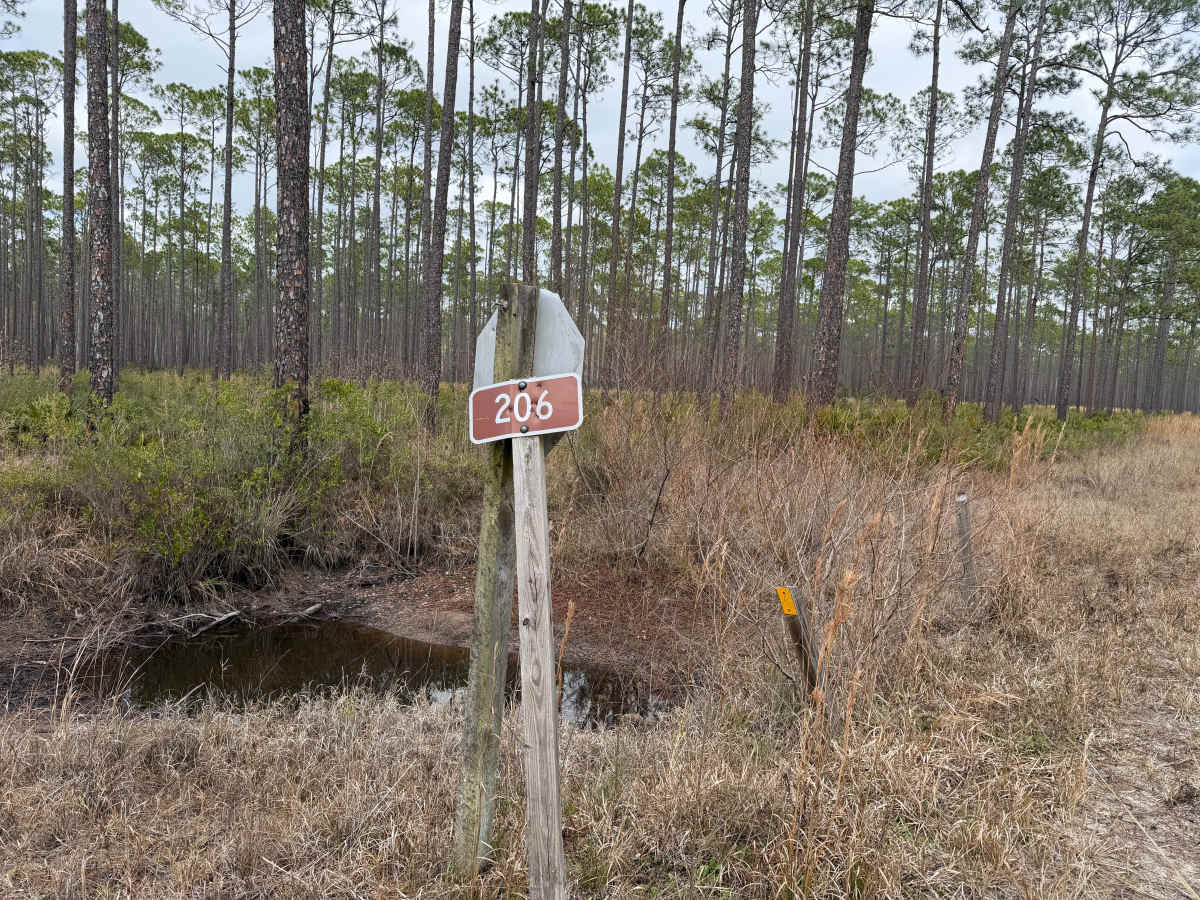 FR 206 trail photo