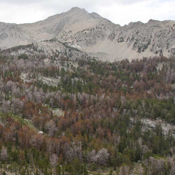 Near Bellas Lakes Near Bellas Lakes