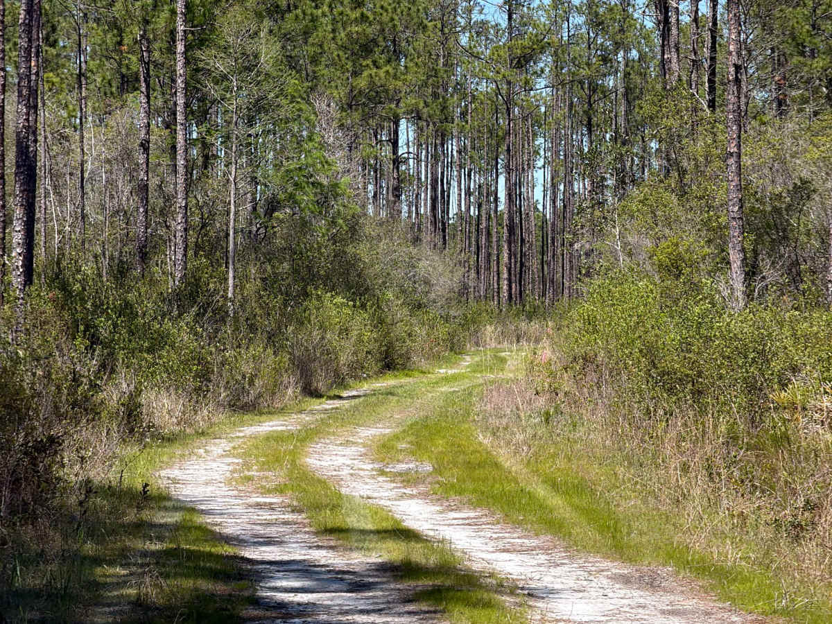 Black Cat - FS 122 trail photo