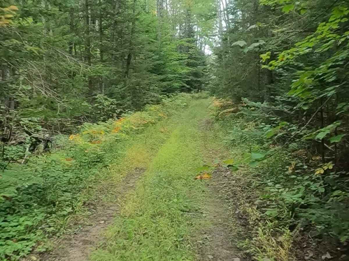 Strickler Truck Road - Timber Loop photo 6