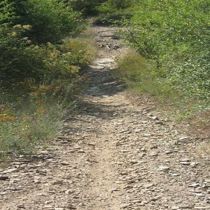 Near Canfield Mountain Loop