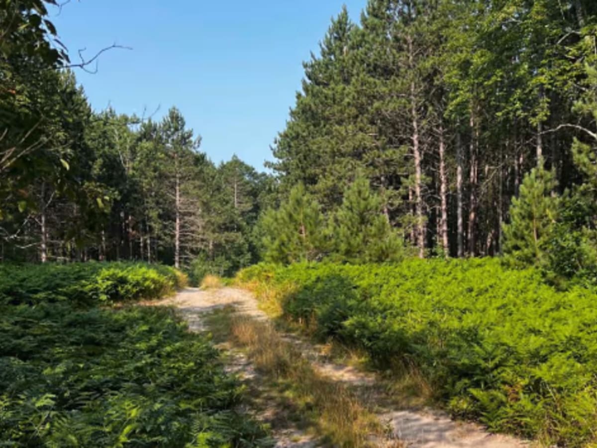 Where the Green Fern Grows Trail photo 6