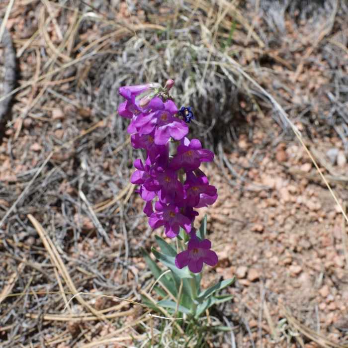 Near Hans Loop Trail