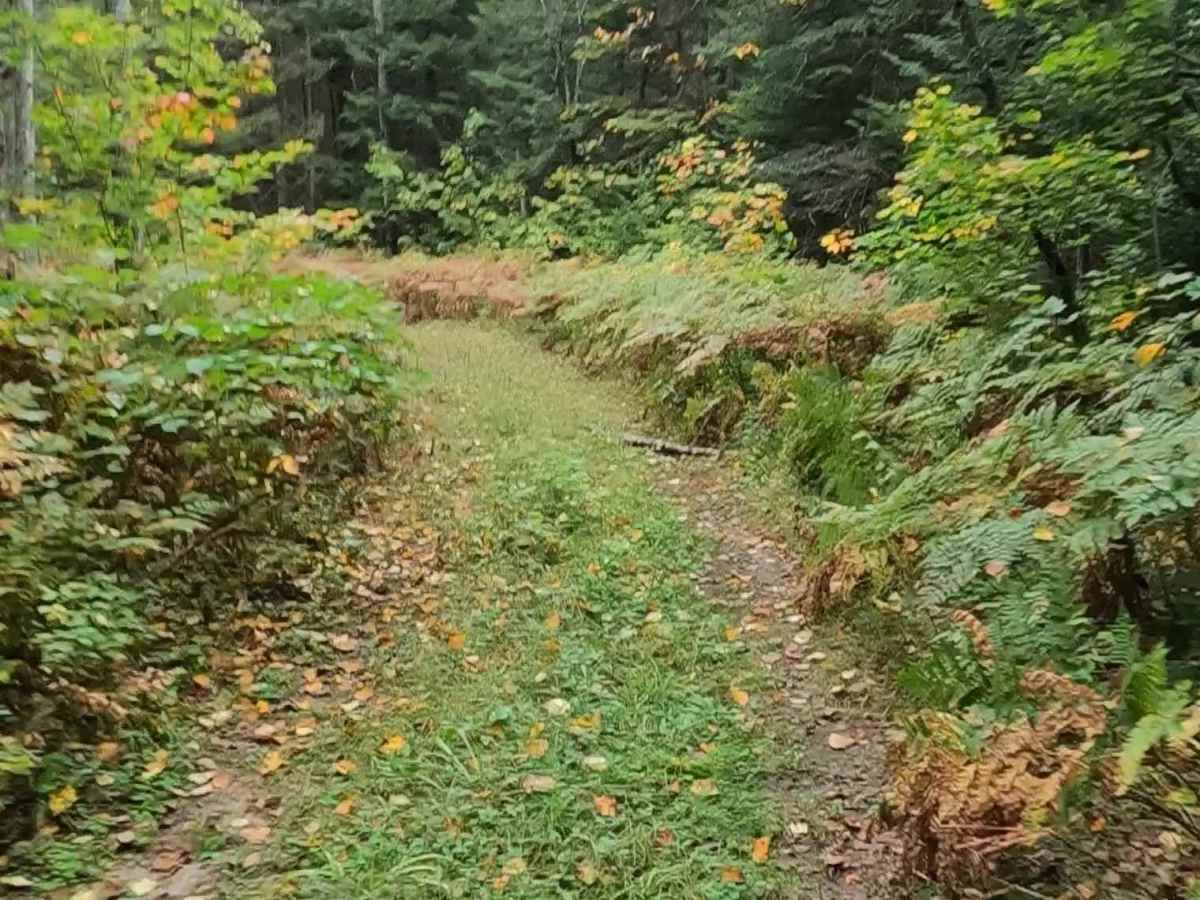 Strickler Truck Road - Timber Loop photo 3