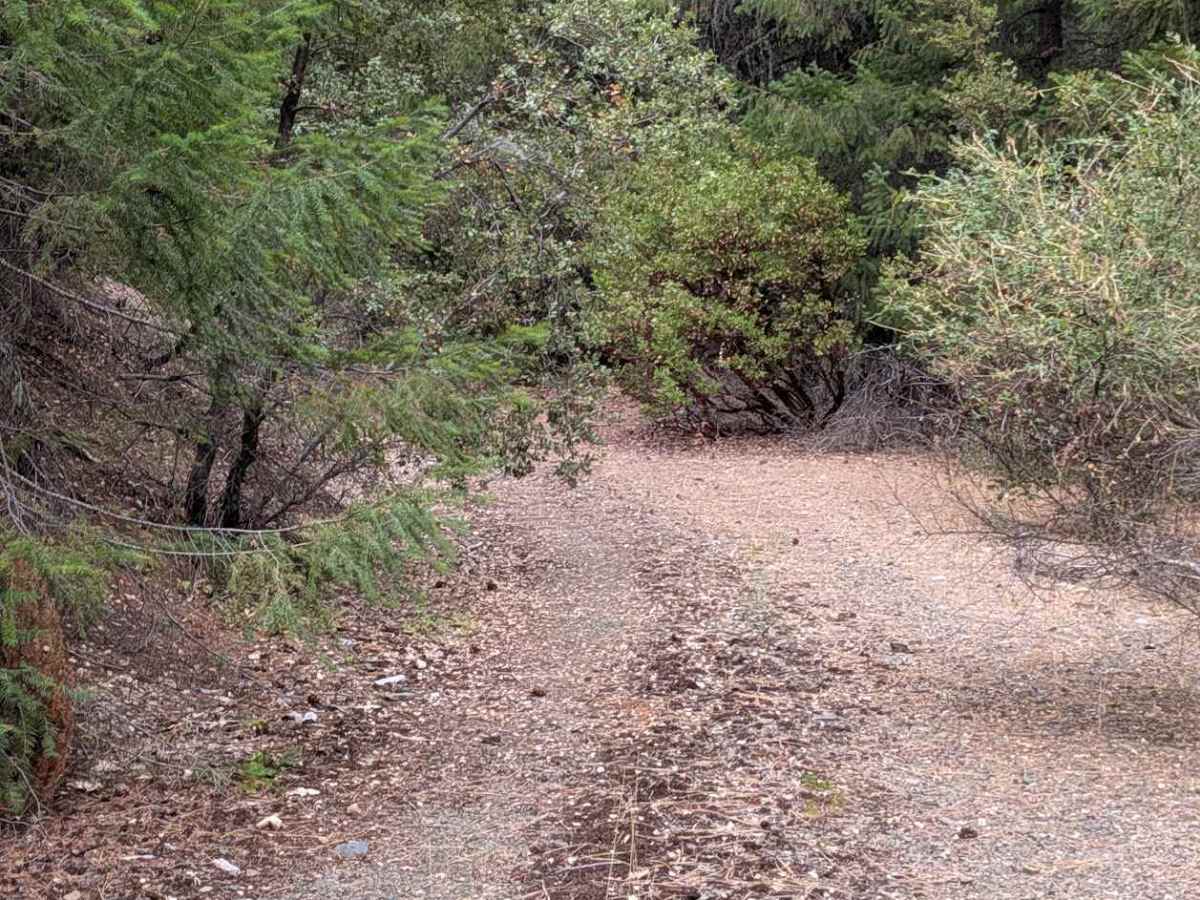 North Rattlesnake Road - FS 1N03 photo 4