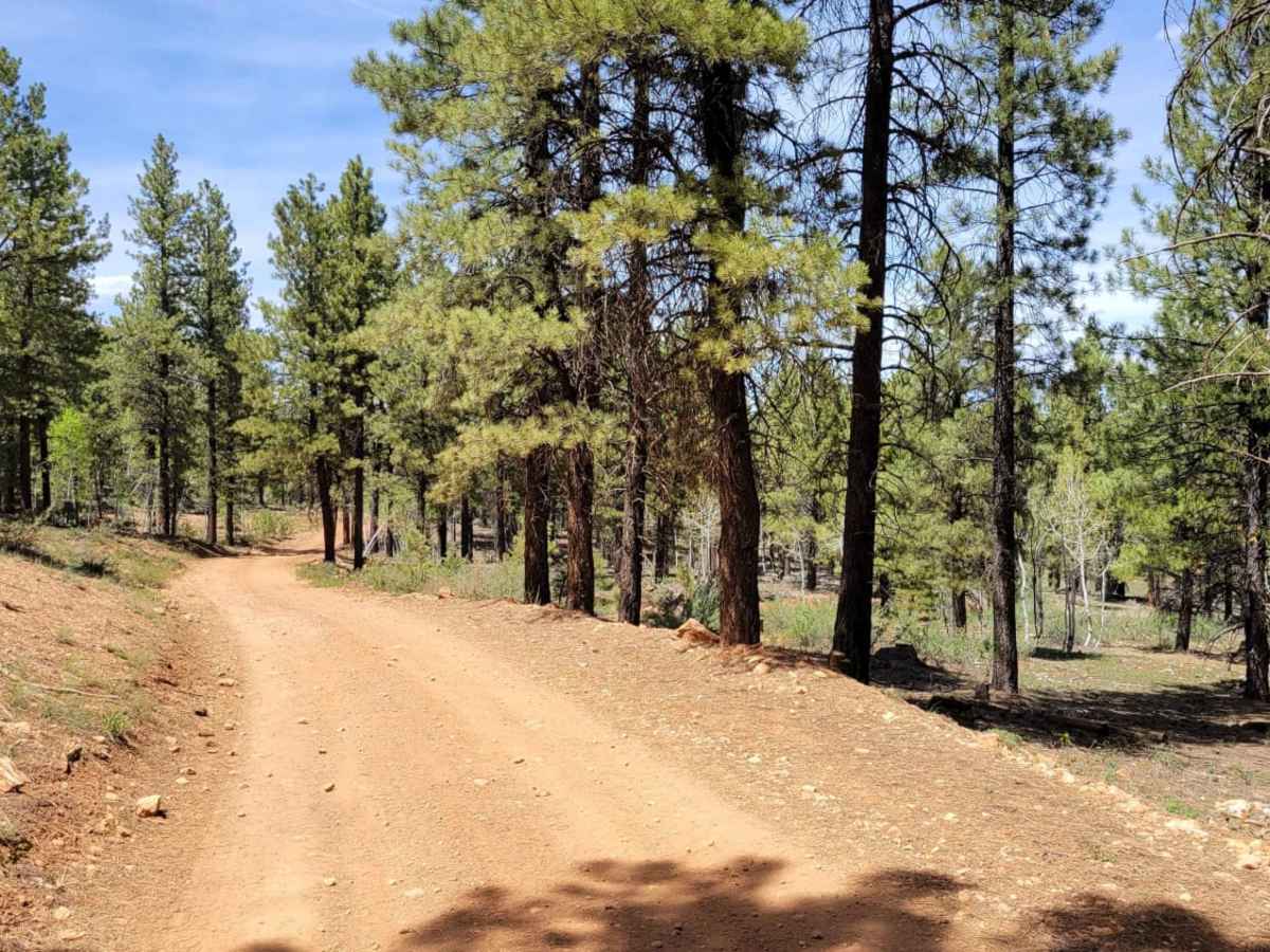 Ponderosa Loop photo 2