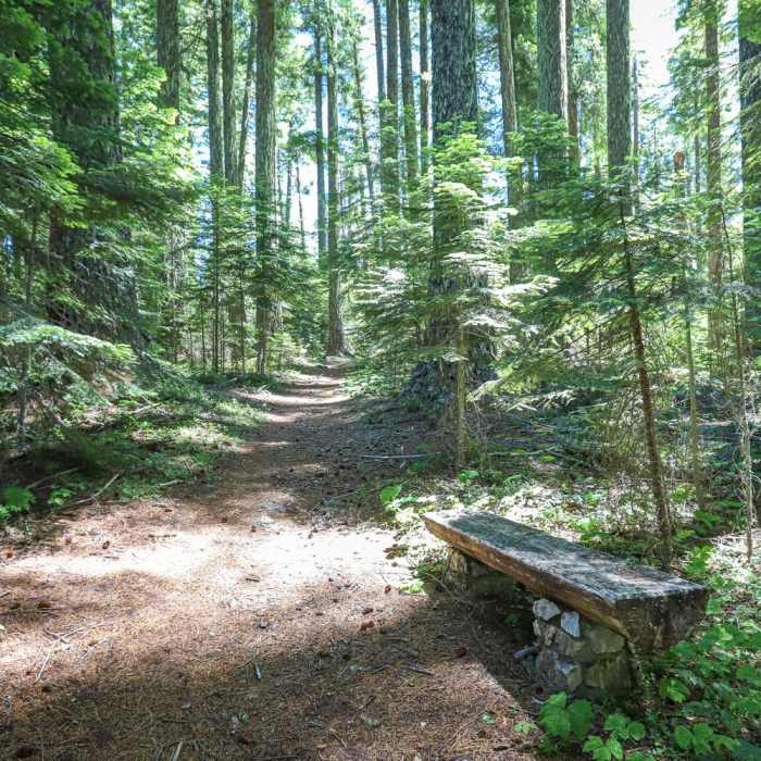 Near Big Tree Loop Trail