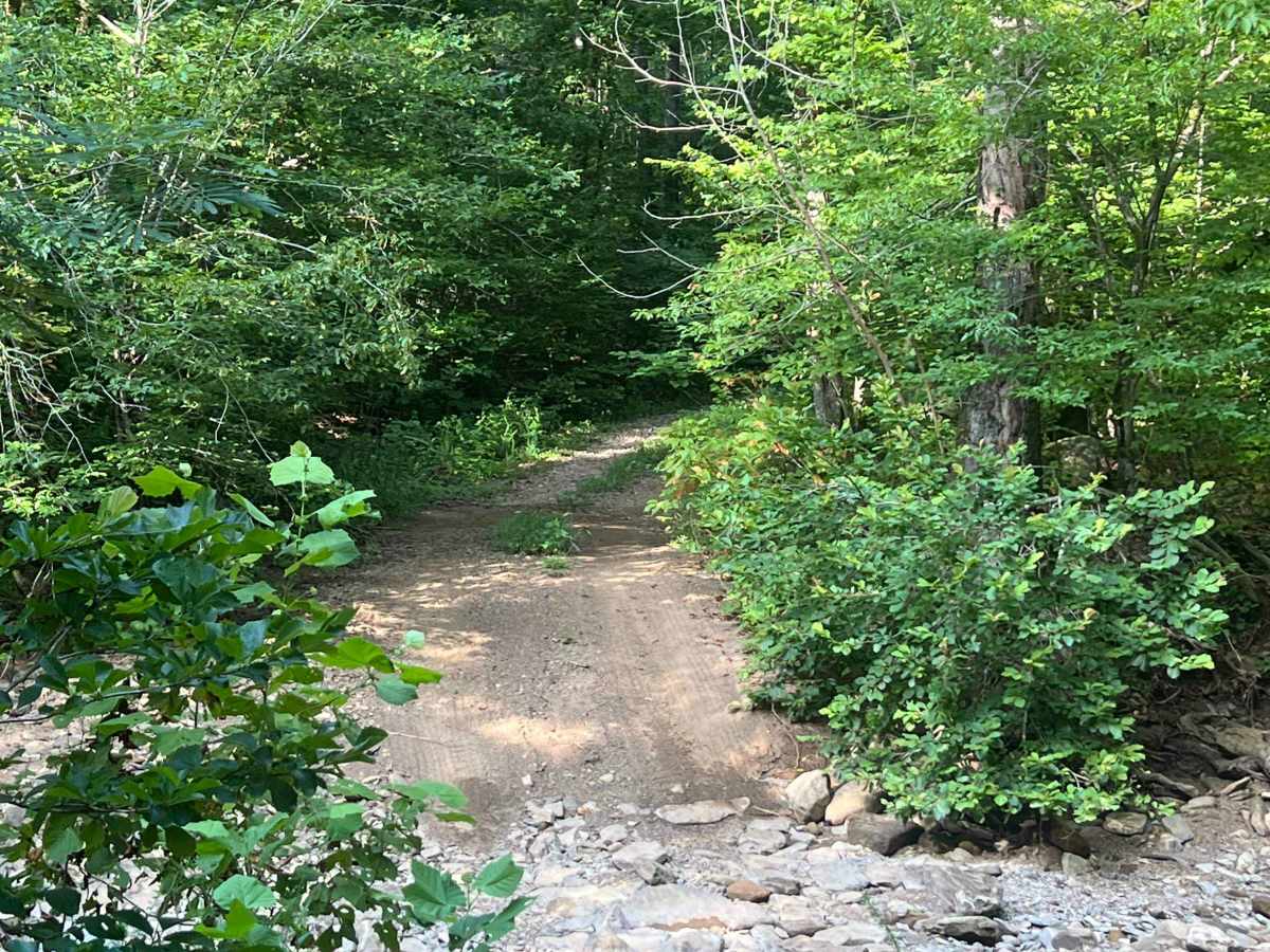 Victor Millsaps Trail  trail photo
