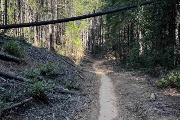 Trail 9 (11E13) 