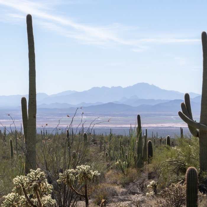 The distant Coyote Mountains from the Gould Mine Trail. Near Gould Mine Trail