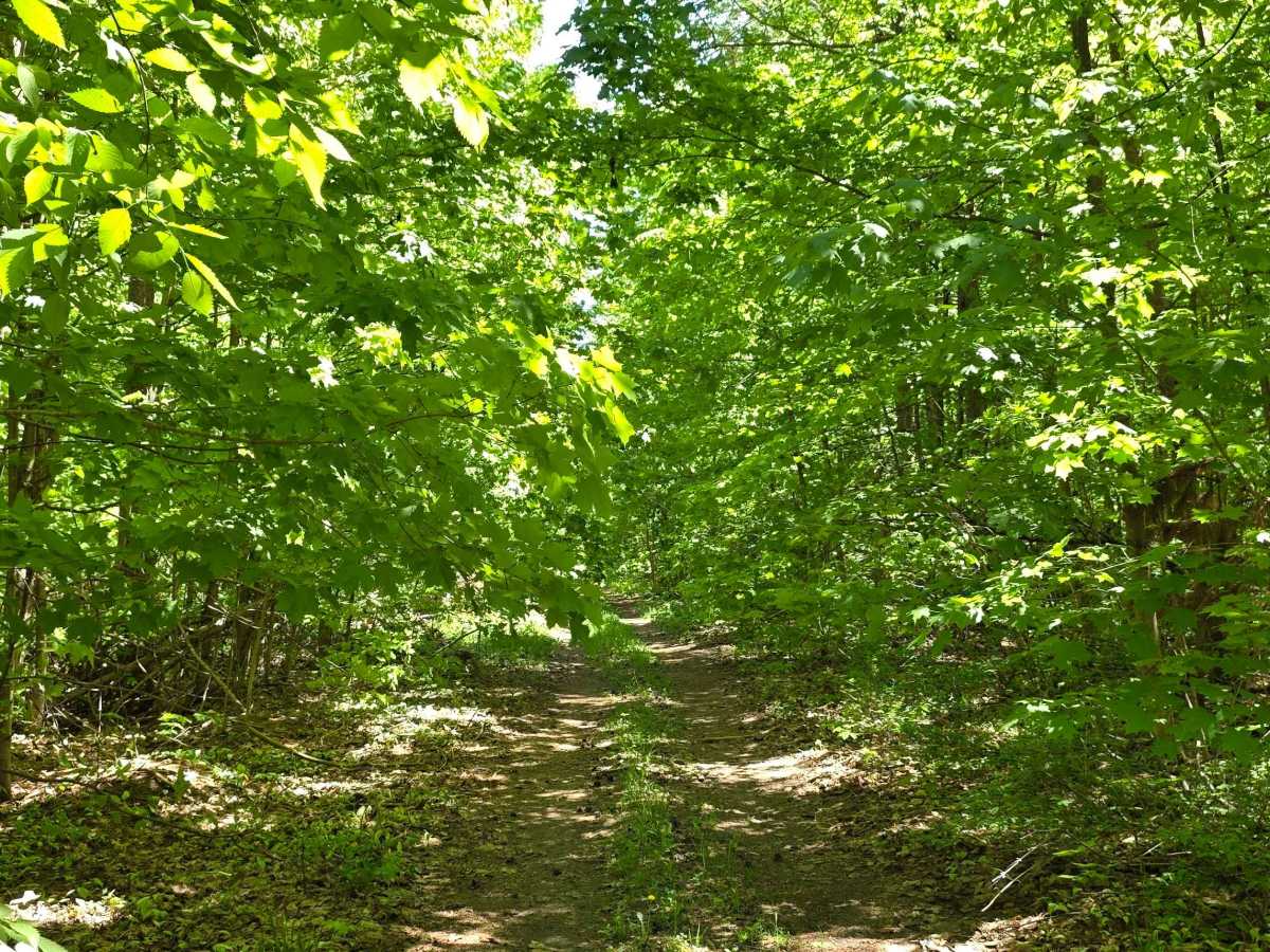 Newson Loop photo 2