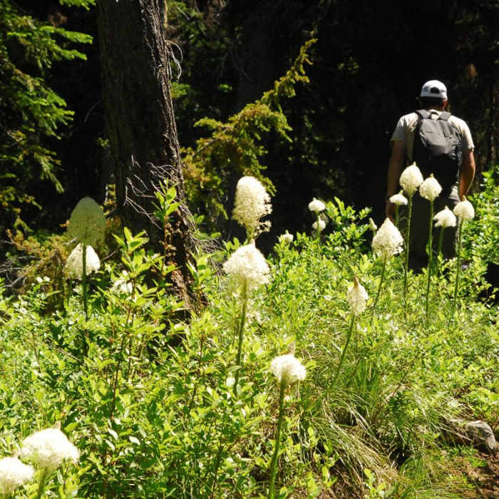 Near Nannie Peak/PCT Loop Hike