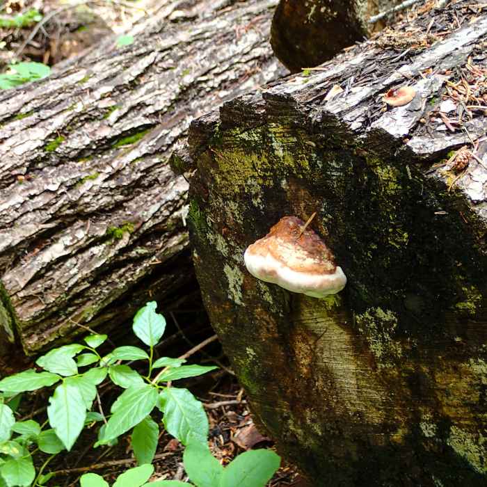 Shelf fungus. Near Pyramid Lake Trail