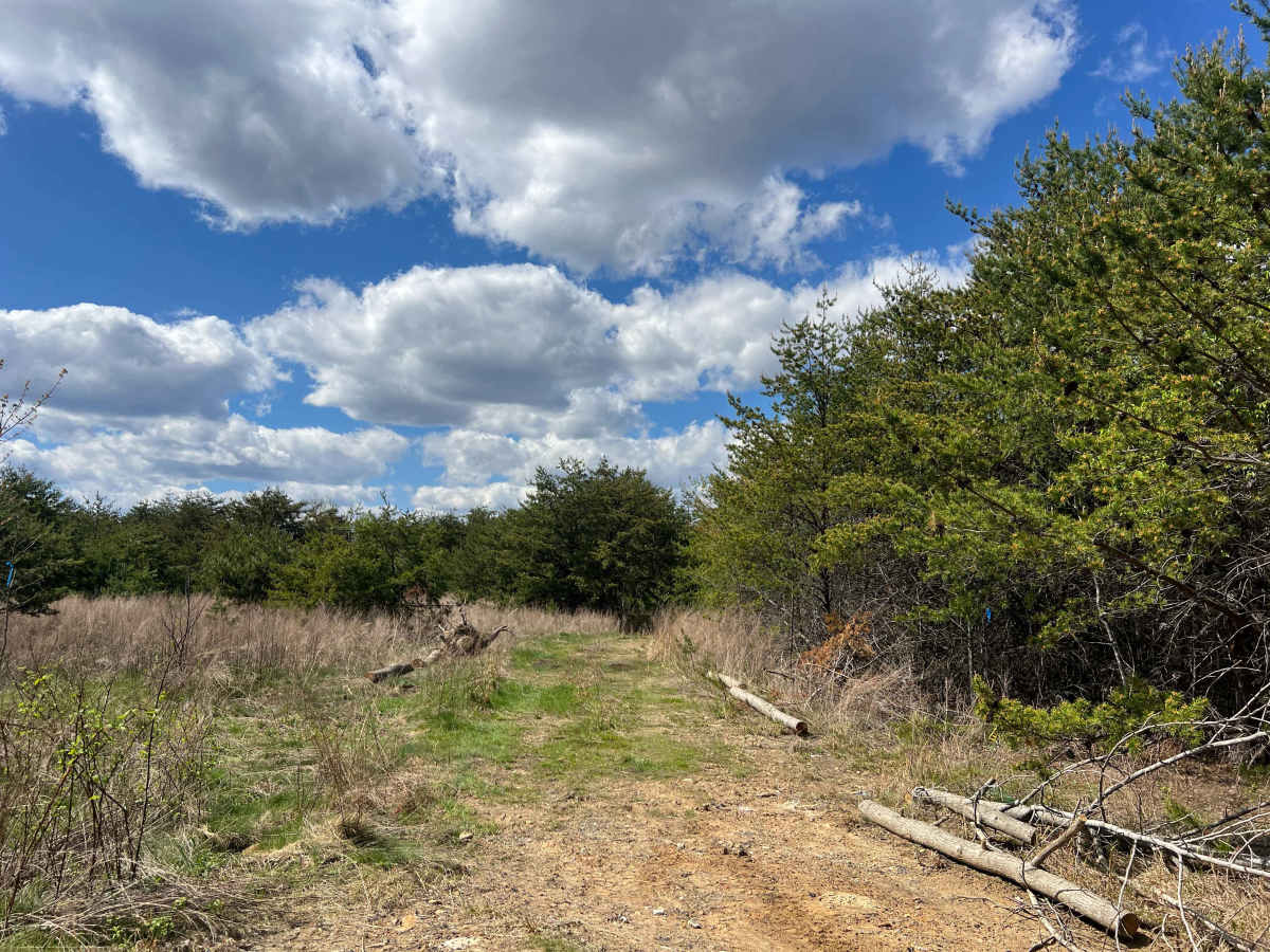 Q25A trail photo