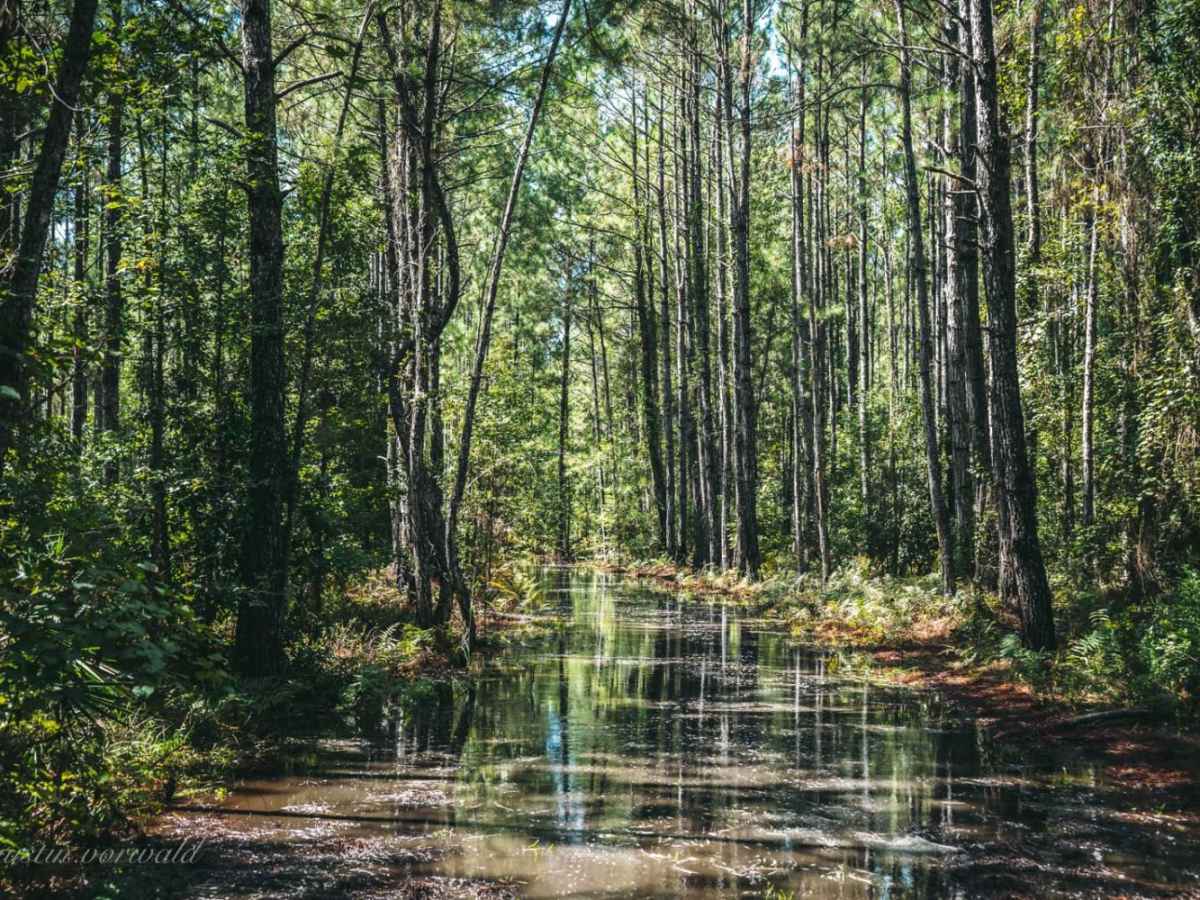 North South Spur Road - Four Creeks State Forest photo 4
